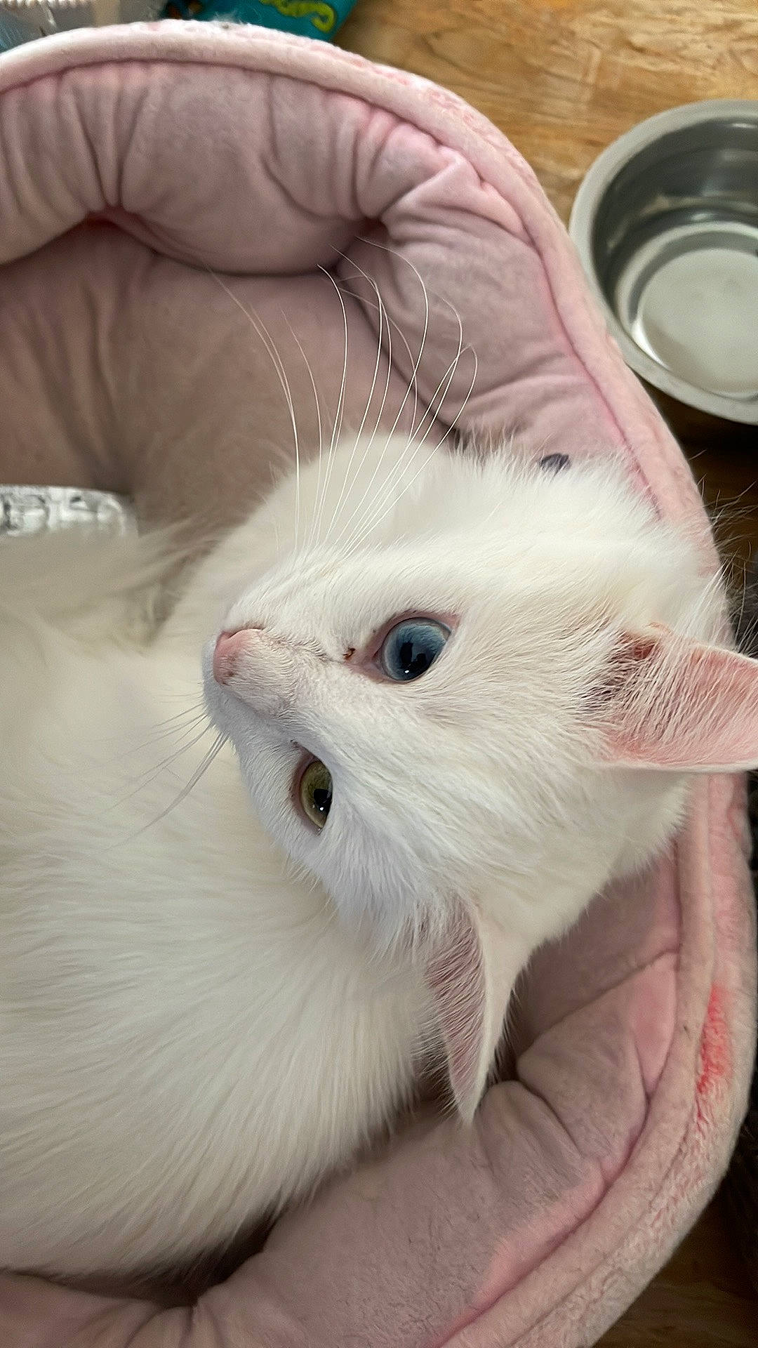 Harley is registered to the contest to win money with this photo: carnivore, cat, claw, comfort, dishware, ear, felidae, fur, mixing_bowl, nail, palm_oil, paw, plate, platter, porcelain, serveware, small_to_medium_sized_cats, snout, tableware, whiskers