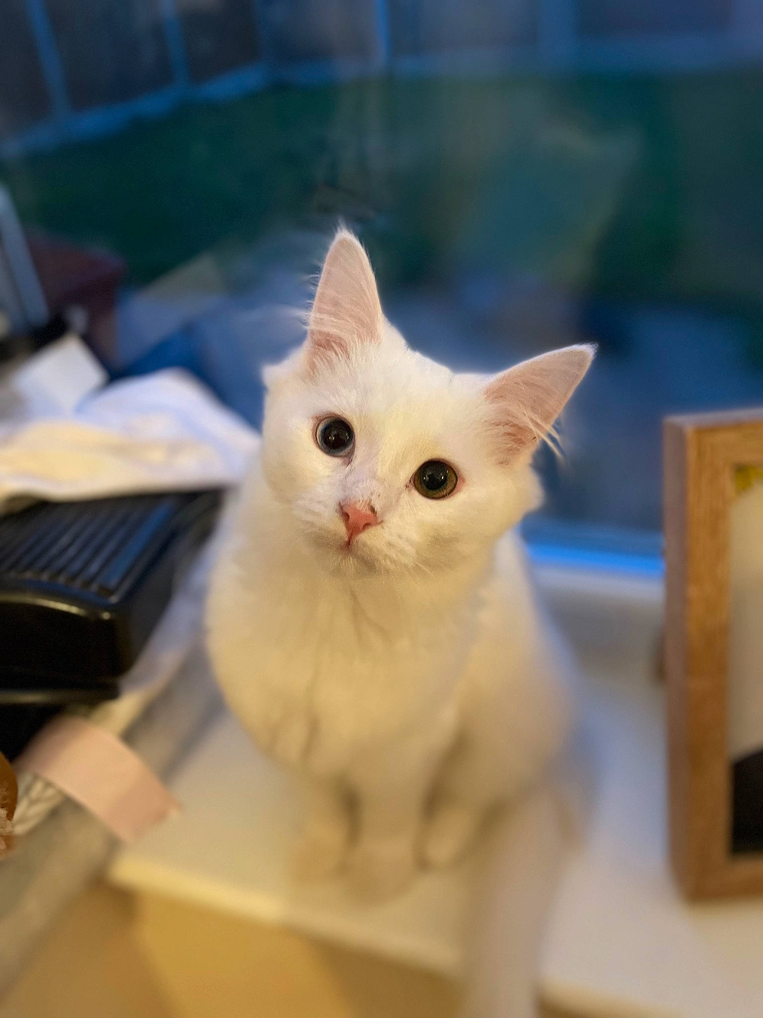 Harley joined the competition — help win amazing prizes! carnivore, cat, domestic_short_haired_cat, eye, fawn, felidae, fur, laptop, paw, small_to_medium_sized_cats, snout, tail, whiskers, wood