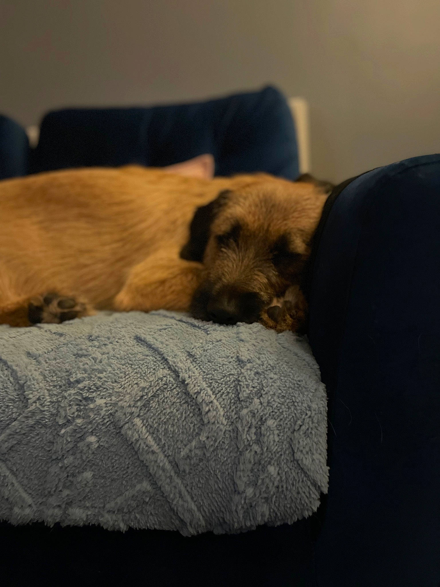 Amber is registered to the contest to win money with this photo: canidae, carnivore, cloud, comfort, companion_dog, couch, dog, dog_breed, duvet, fawn, felidae, flooring, fur, linens, snout, sporting_group, terrestrial_animal, tints_and_shades, whiskers, wood