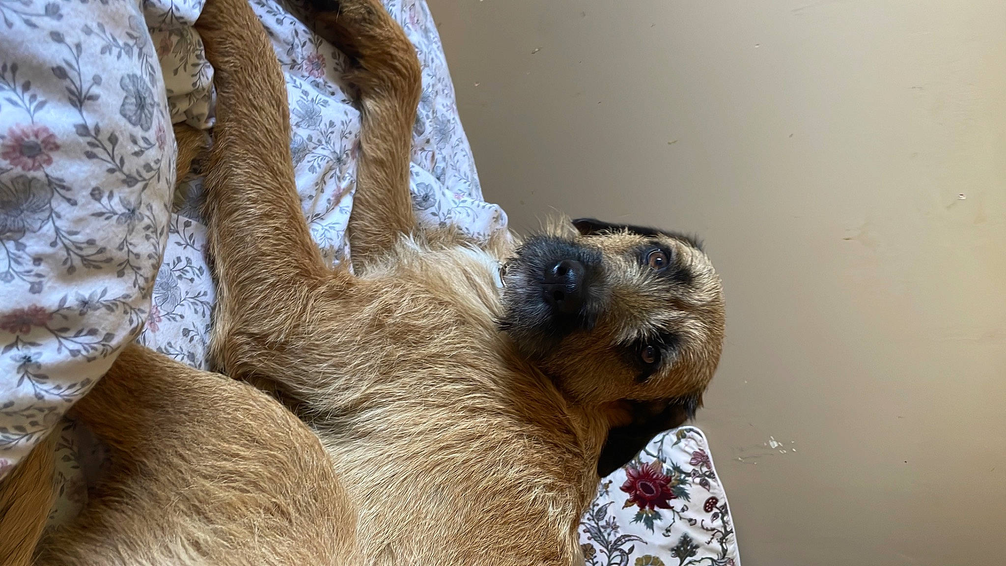 Amber is registered to the contest to win money with this photo: arabian_camel, bactrian_camel, camelid, claw, fawn, fur, paw, sloth, snout, terrestrial_animal, three_toed_sloth, two_toed_sloth, whiskers, wildlife, working_animal