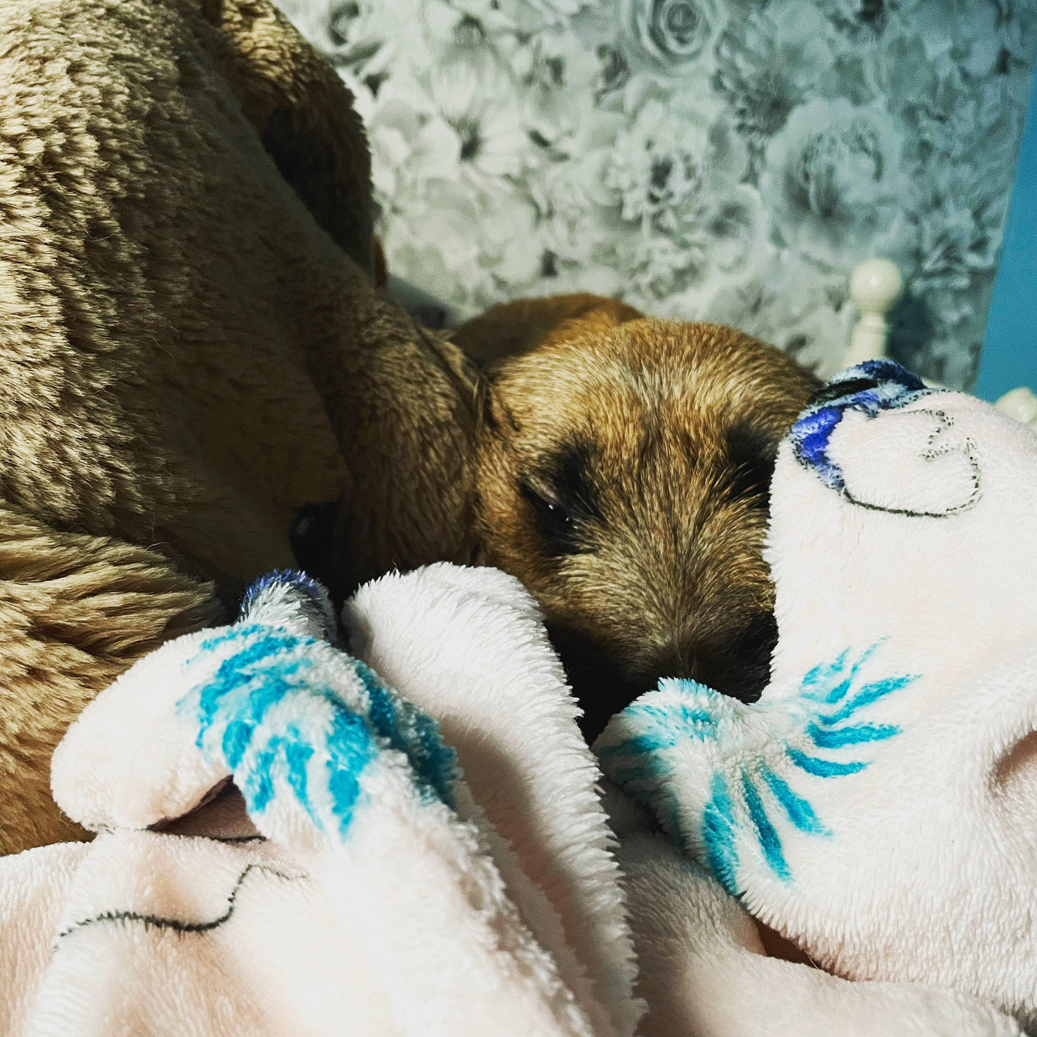 Amber joined the competition — help win amazing prizes! carnivore, comfort, companion_dog, corgi_chihuahua, dog, dog_breed, electric_blue, fawn, felidae, fur, nap, paw, snout, sporting_group, stuffed_toy, terrestrial_animal, toy, toy_dog, whiskers, wildlife