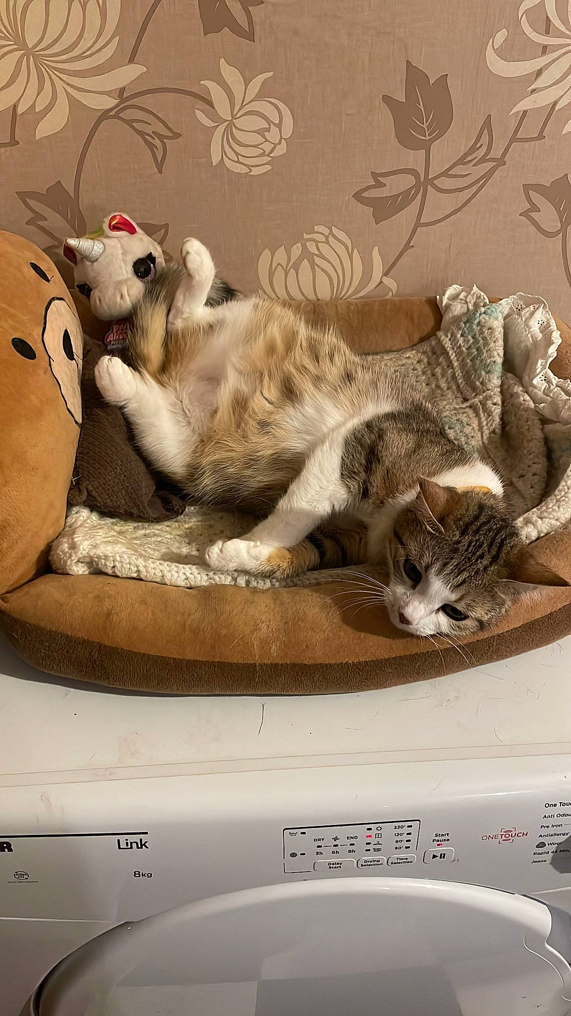 Jackie joined the competition — help win amazing prizes! art, automotive_design, automotive_exterior, carnivore, cat, cat_bed, comfort, domestic_short_haired_cat, fawn, felidae, fur, mammal, paw, photo_caption, room, small_to_medium_sized_cats, tail, terrestrial_animal, vehicle_door, whiskers