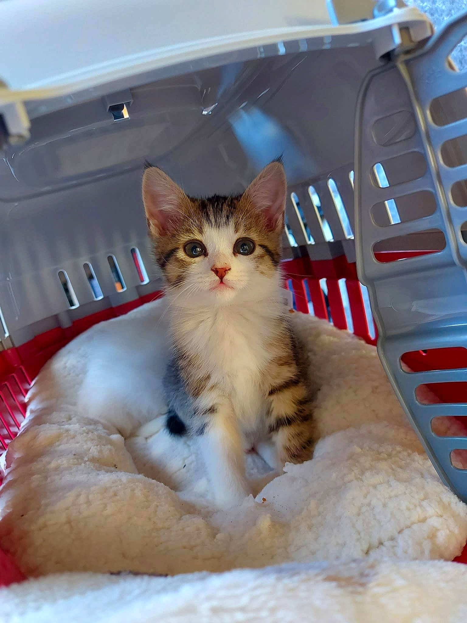 Jackie is registered to the contest to win money with this photo: automotive_lighting, box, carnivore, cat, claw, comfort, domestic_short_haired_cat, door, fawn, felidae, fur, paw, sitting, small_to_medium_sized_cats, snout, tail, whiskers, window, winter