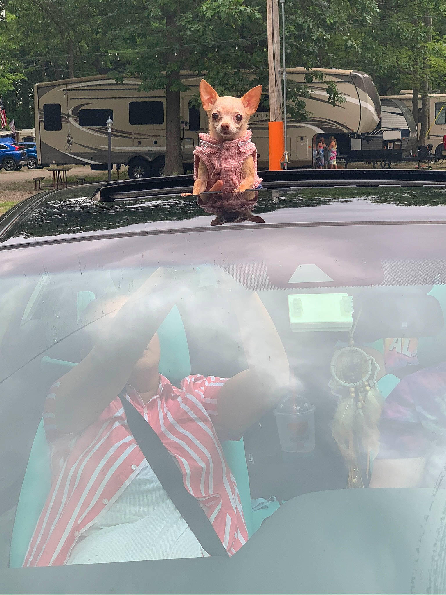 Marie is registered to the contest to win money with this photo: automotive_exterior, automotive_window_part, bumper, canidae, carnivore, dog, dog_breed, glass, hood, motor_vehicle, small_terrier, snout, sporting_group, terrier, truck, vehicle_door, windscreen_wiper, windshield