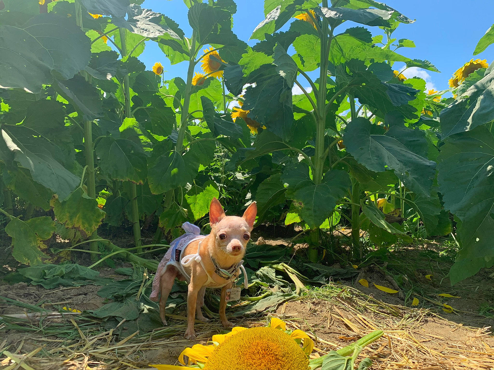Marie joined the competition — help win amazing prizes! agriculture, annual_plant, canidae, carnivore, dog, dog_breed, hunting_dog, leaf, non_sporting_group, plantation, sporting_group, terrier, toy_dog, working_dog