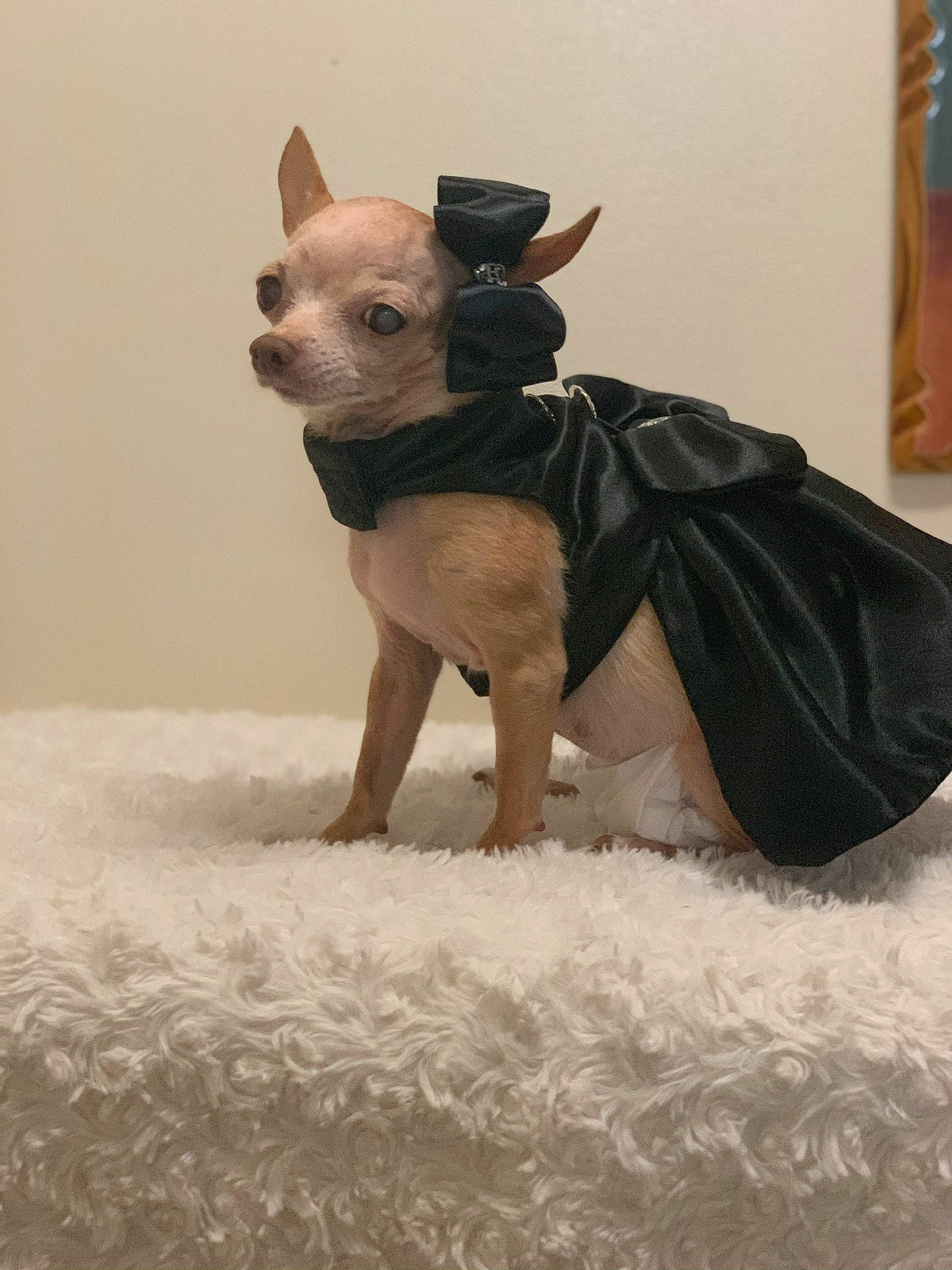 Marie joined the competition — help win amazing prizes! canidae, carnivore, companion_dog, dog, dog_breed, dog_clothes, dog_supply, fawn, liver, non_sporting_group, peruvian_hairless_dog, pet_supply, small_terrier, snout, sporting_group, terrestrial_animal, toy, toy_dog, vertebrate, working_animal