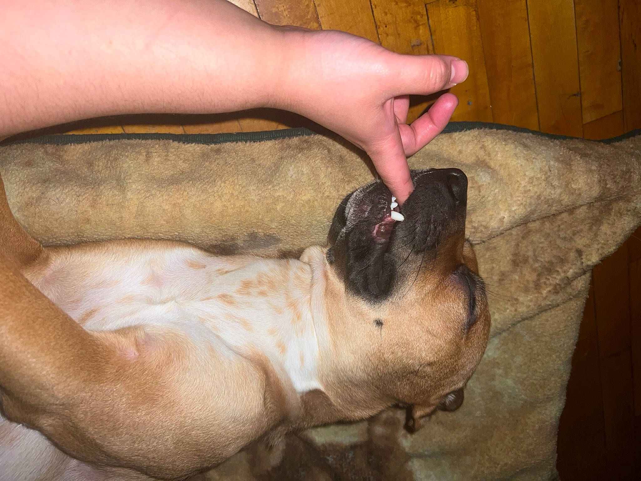 Antonella Mirabe joined the competition — help win amazing prizes! carnivore, comfort, companion_dog, dog, dog_breed, ear, fawn, finger, foot, gesture, hand, human_leg, nail, pug, snout, sporting_group, thumb, working_animal, wrinkle, wrist