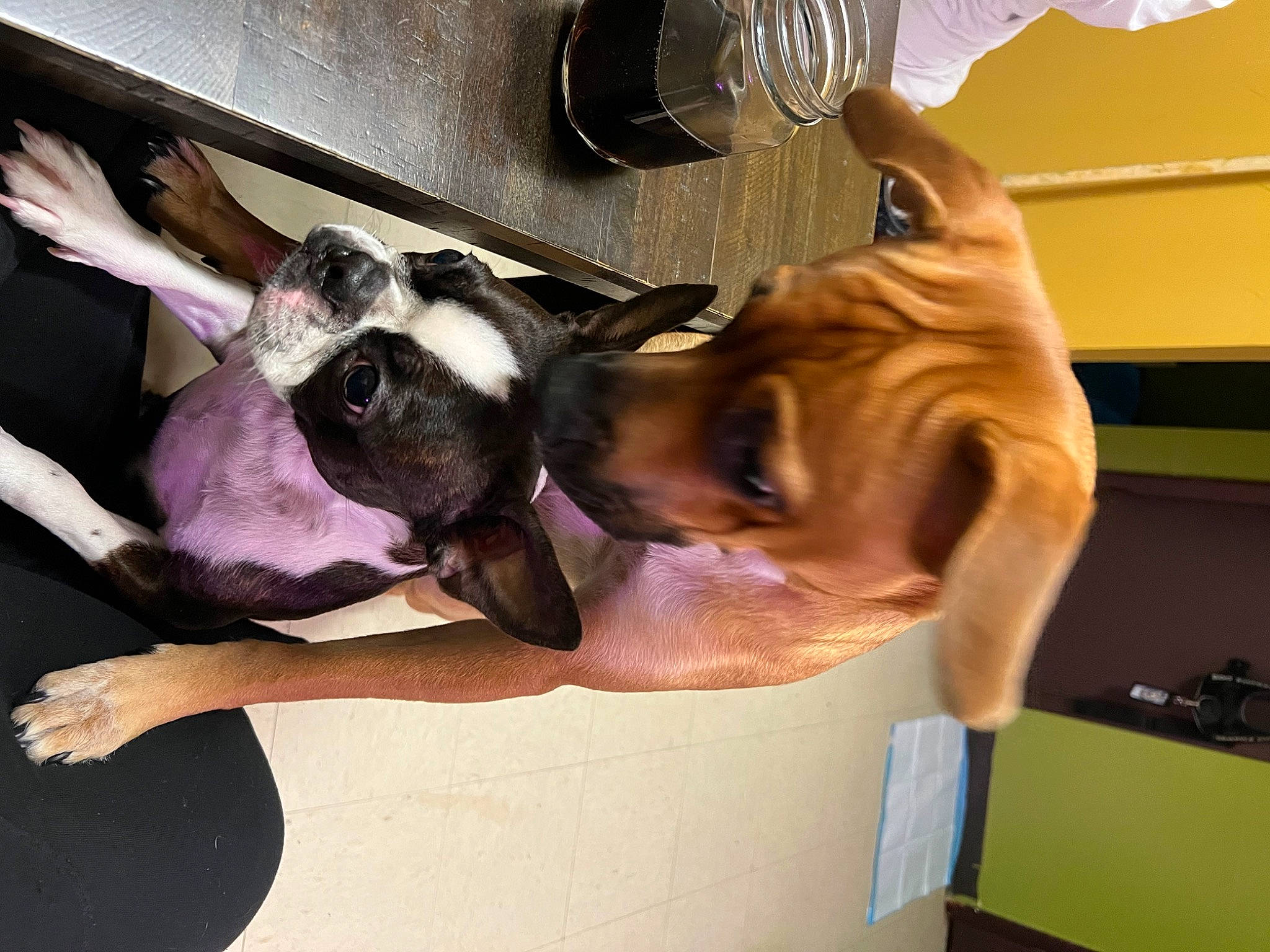 Antonella Mirabe joined the competition — help win amazing prizes! carnivore, comfort, companion_dog, dog, dog_breed, ear, elbow, eyewear, fawn, foot, fun, fur, human_leg, jaw, kitchen_utensil, snout, sporting_group, tableware, working_dog