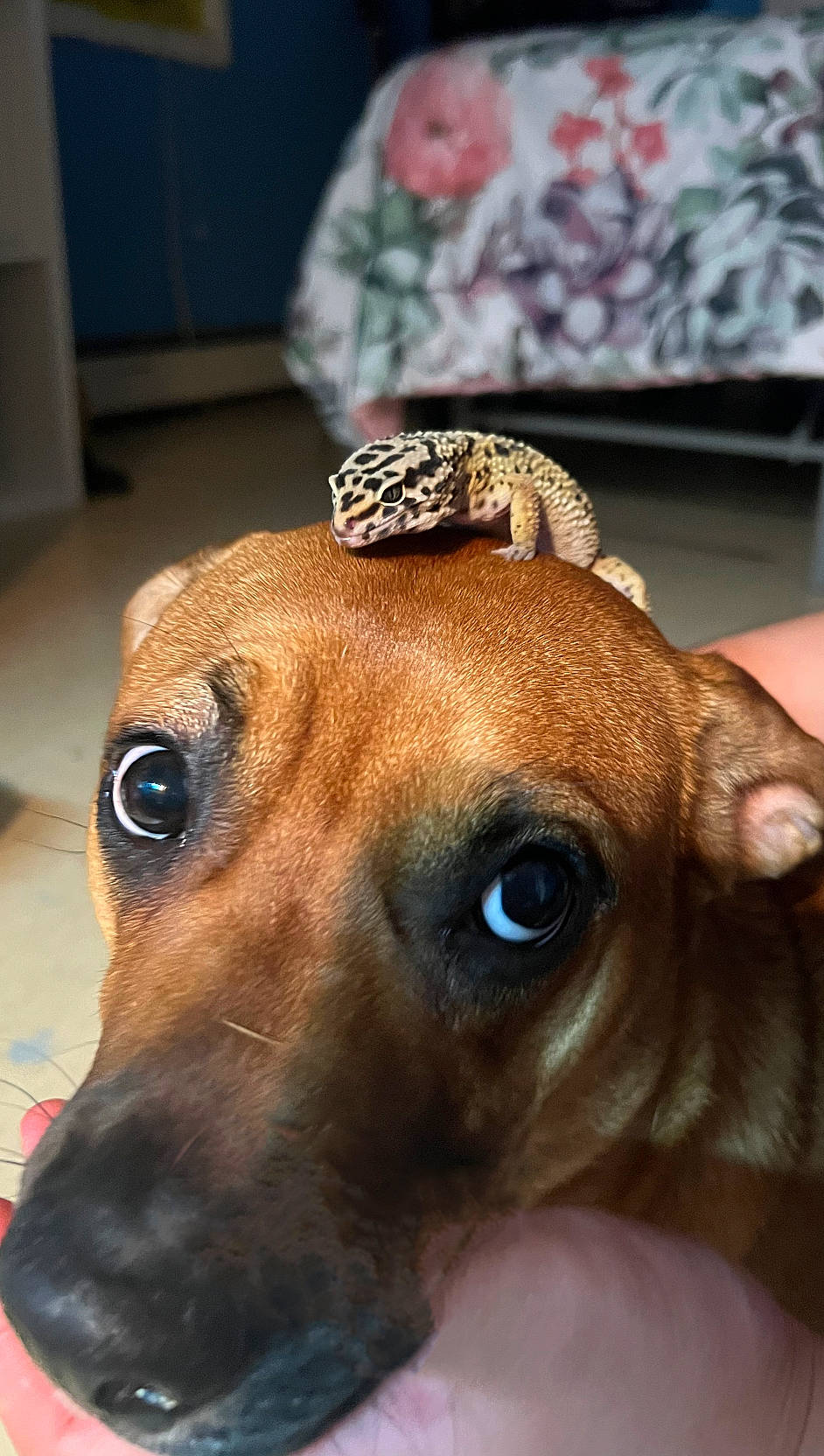 Antonella Mirabe joined the competition — help win amazing prizes! canidae, carnivore, close_up, companion_dog, dog, dog_breed, ear, fawn, fur, hat, liver, metal, snout, sporting_group, sunglasses, terrestrial_animal, whiskers, working_animal