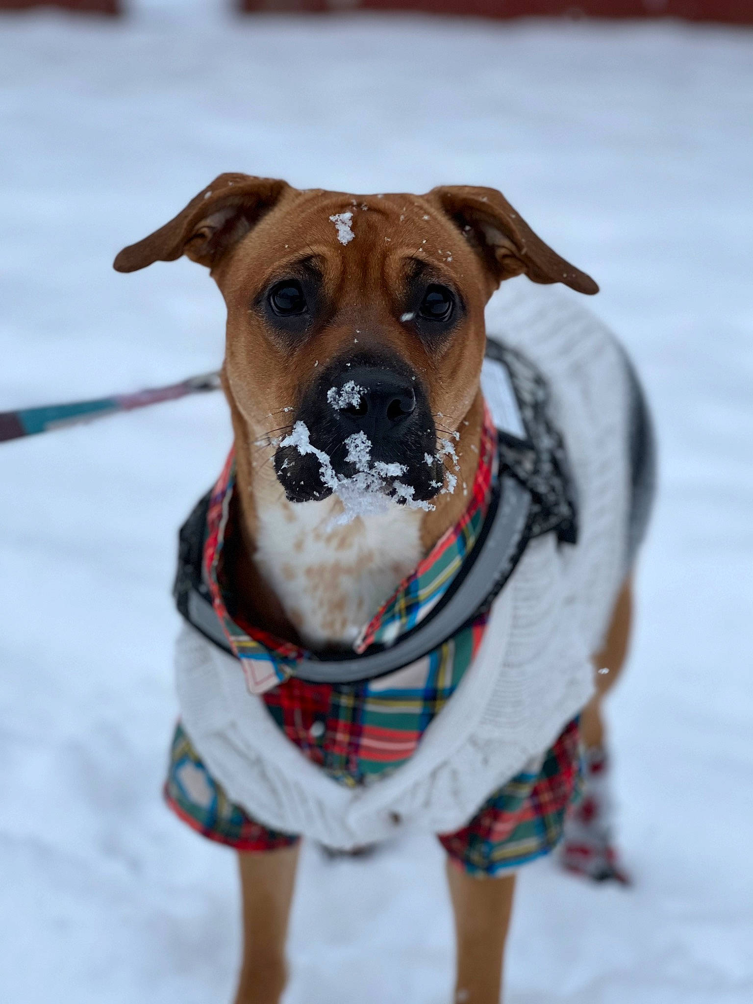 Antonella Mirabe joined the competition — help win amazing prizes! carnivore, collar, companion_dog, dog, dog_breed, dog_clothes, dog_collar, dog_supply, fashion_accessory, fawn, leash, pet_supply, plaid, sleeve, snout, snow, tartan, whiskers, winter, working_animal