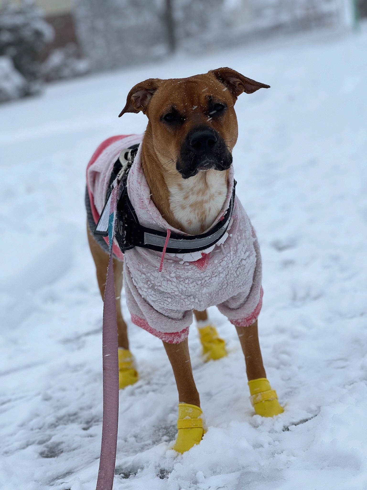 Antonella Mirabe is registered to the contest to win money with this photo: canidae, carnivore, collar, companion_dog, dog, dog_breed, dog_clothes, dog_collar, dog_supply, fashion_accessory, fawn, freezing, leash, pet_supply, precipitation, snout, snow, sporting_group, winter, working_animal