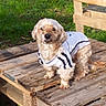 Doudou a rejoint le concours — aidez-le/la à gagner de superbes lots ! animal, bench, boardwalk, canine, cockerspaniel, dog, furniture, grass, path, pet, plant, plywood, poodle, puppy, slate, terrier, walkway, water, waterfront, wood