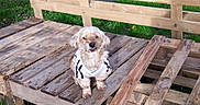 Doudou a rejoint le concours — aidez-le/la à gagner de superbes lots ! animal, architecture, bench, building, canine, cockerspaniel, deck, dog, furniture, hardwood, house, housing, lumber, pet, plywood, porch, puppy, water, waterfront, wood