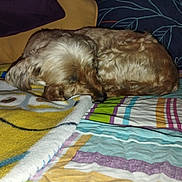 Doudou participe au concours pour gagner de l'argent avec cette photo : animal, bed, bedroom, blanket, canine, cockerspaniel, couch, cushion, dog, furniture, homedecor, indoors, linen, person, pet, puppy, quilt, room, sleeping, terrier