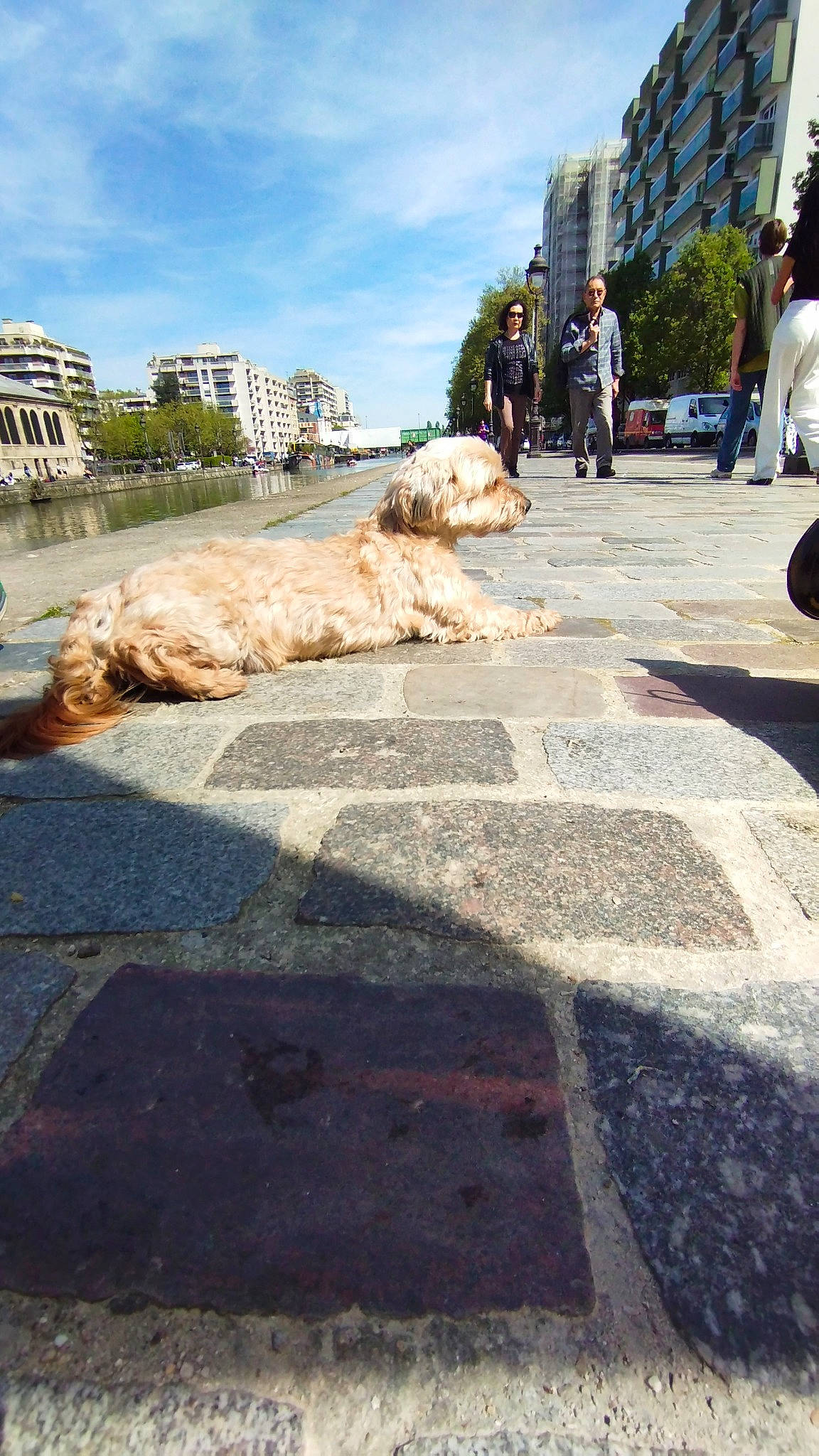 Gandja participe au concours pour gagner de l'argent avec cette photo : art, asphalt, building, carnivore, city, cloud, companion_dog, concrete, dog, flagstone, flooring, plant, road, road_surface, shadow, sidewalk, sky, street, tar, tree