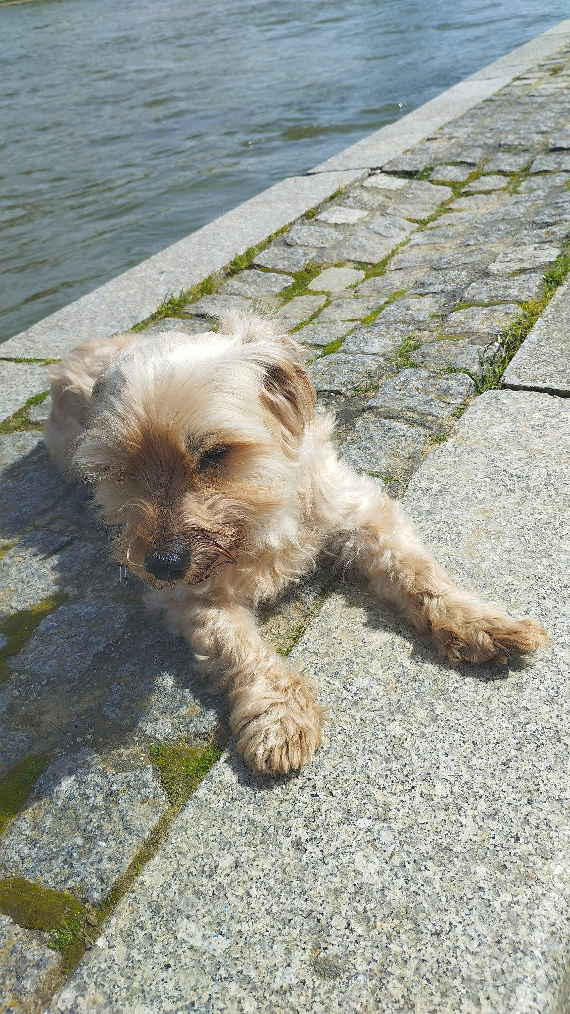 Gandja participe au concours pour gagner de l'argent avec cette photo : biewer_terrier, canidae, carnivore, companion_dog, dog, dog_breed, fawn, fur, grass, liver, mal_shi, maltepoo, road_surface, small_terrier, snout, terrestrial_animal, terrier, toy_dog, water, working_animal