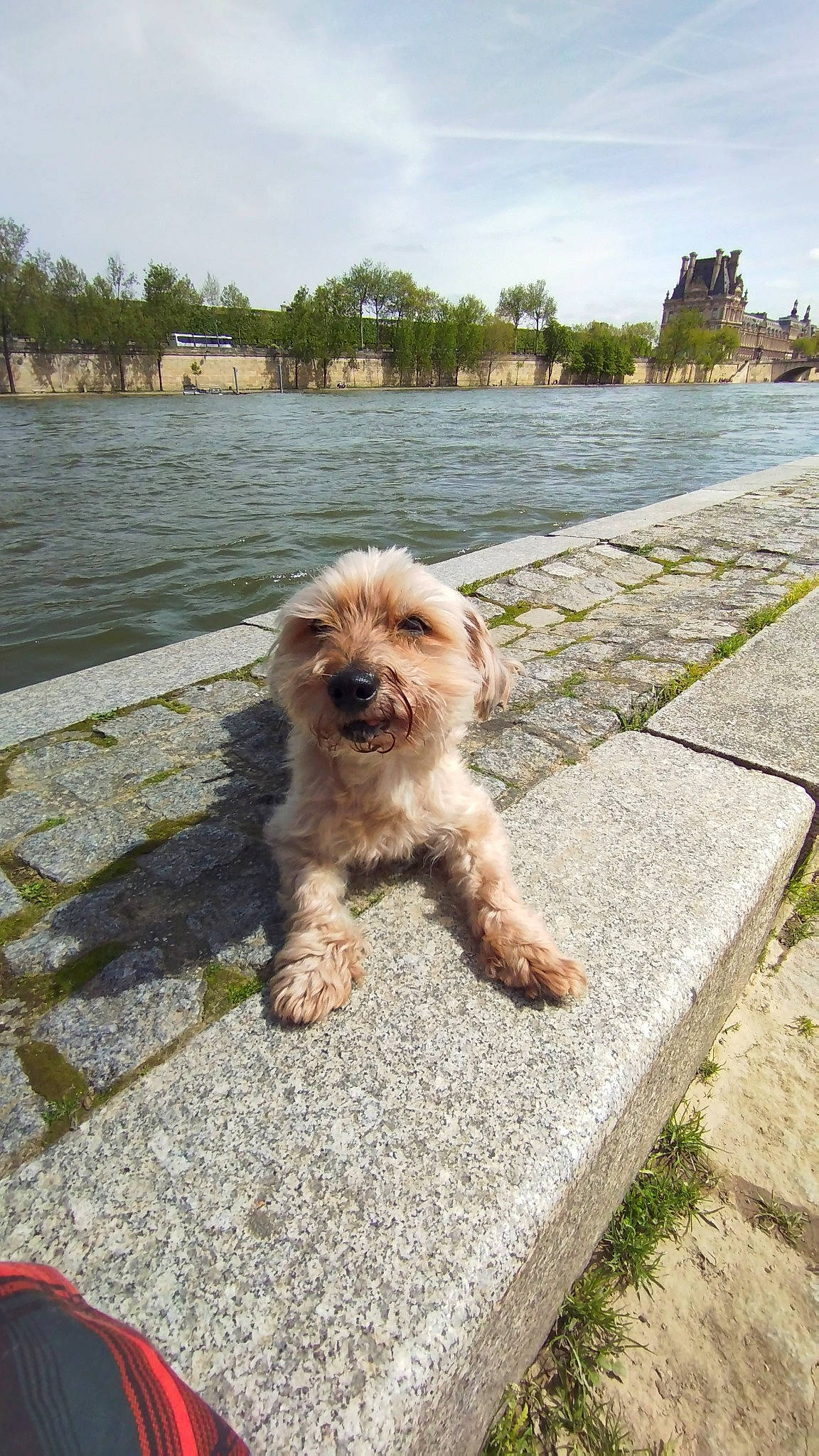 Gandja a rejoint le concours — aidez-le/la à gagner de superbes lots ! asphalt, canidae, carnivore, cloud, companion_dog, dog, dog_breed, fawn, fur, grass, liver, road_surface, shih_tzu, sky, small_terrier, snout, sporting_group, terrier, toy_dog, working_animal