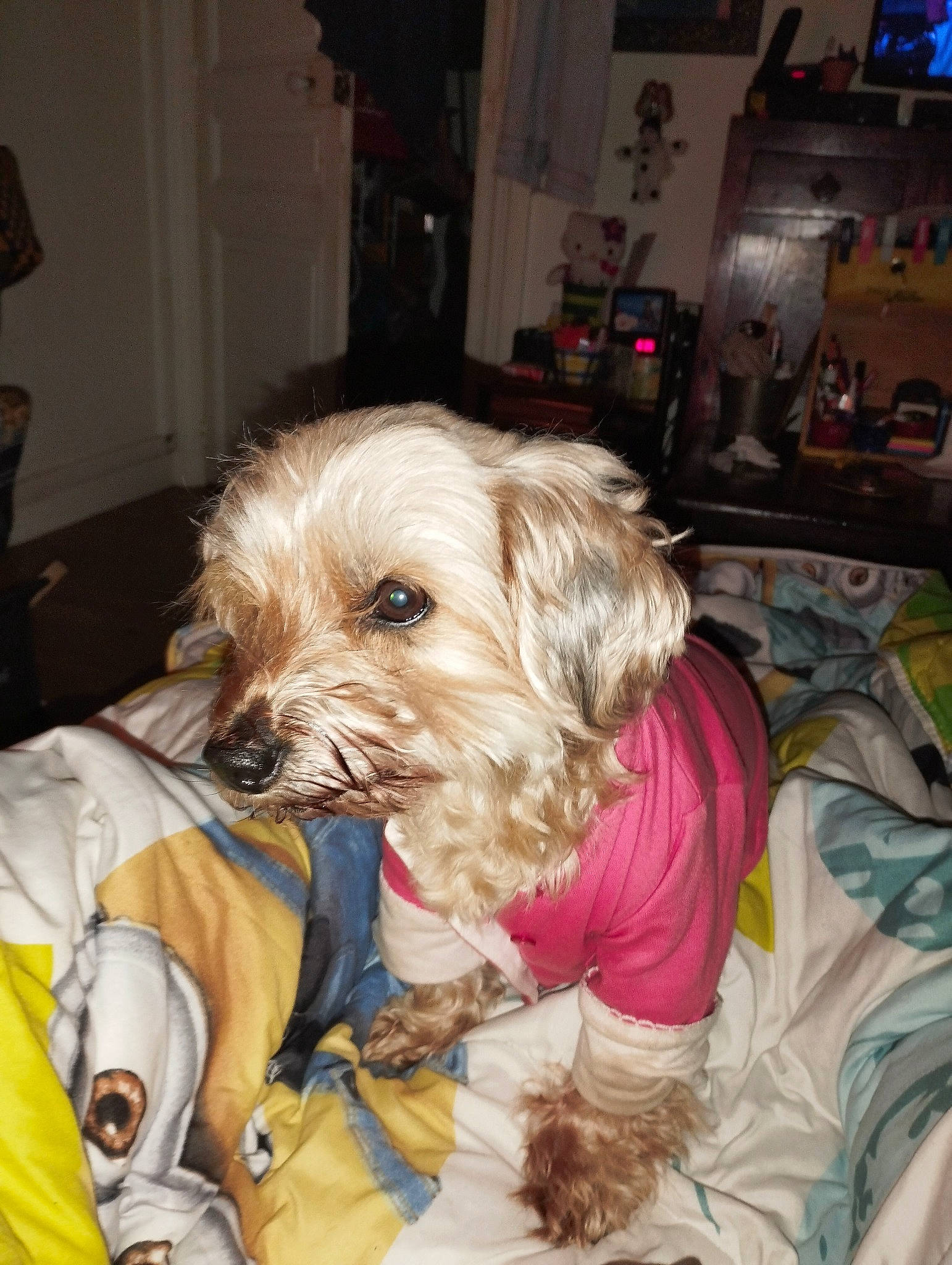 Doudou participe au concours pour gagner de l'argent avec cette photo : canidae, carnivore, chair, comfort, companion_dog, dog, dog_breed, dog_clothes, dog_supply, fawn, fur, maltepoo, picture_frame, small_terrier, snout, sporting_group, terrier, toy_dog, working_animal, yorkipoo