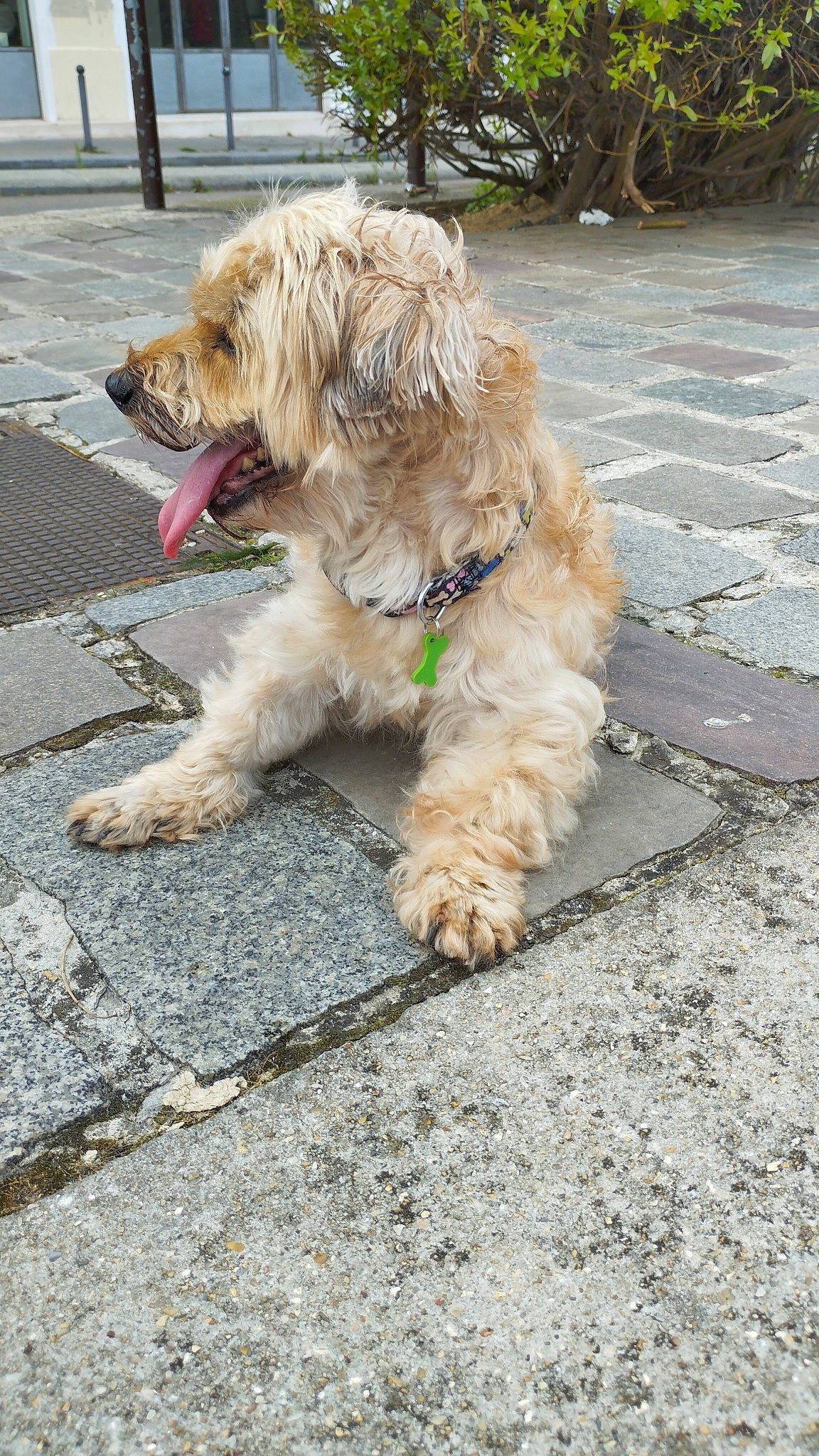 Doudou participe au concours pour gagner de l'argent avec cette photo : asphalt, canidae, carnivore, companion_dog, dog, dog_breed, dog_collar, dog_supply, fur, leash, maltepoo, road_surface, sidewalk, small_terrier, soil, sporting_group, terrier, toy_dog, water_dog, working_animal