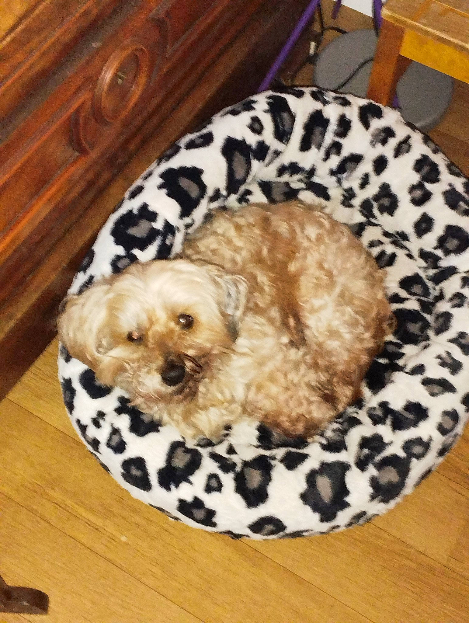 Doudou a rejoint le concours — aidez-le/la à gagner de superbes lots ! canidae, carnivore, companion_dog, couch, dog, dog_bed, dog_breed, dog_supply, fur, hardwood, labradoodle, maltepoo, pet_supply, snout, sporting_group, terrier, toy, toy_dog, water_dog, wood