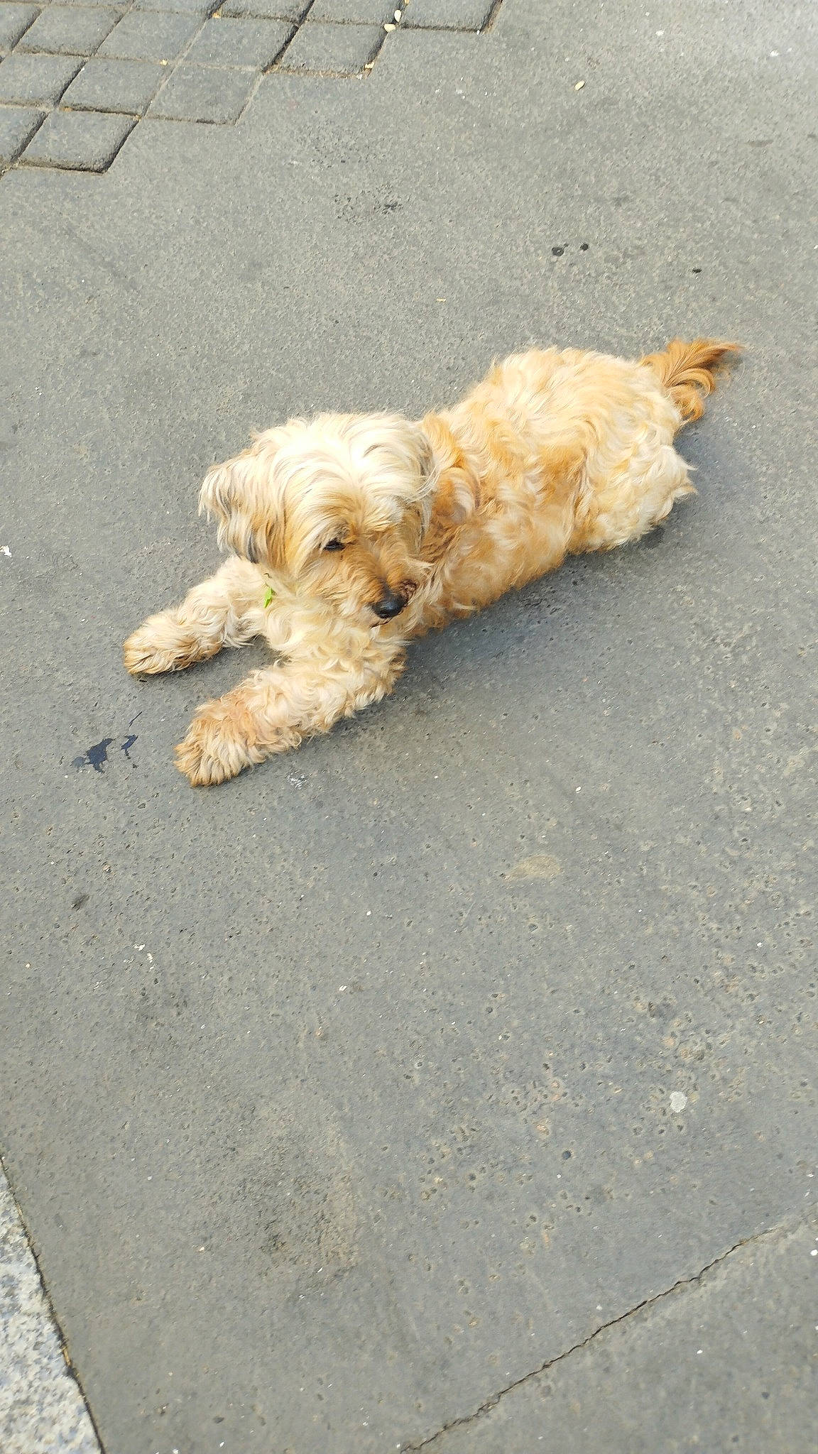 Doudou participe au concours pour gagner de l'argent avec cette photo : asphalt, canidae, carnivore, companion_dog, concrete, dog, dog_breed, road_surface, small_terrier, soil, sporting_group, terrier, toy_dog, water_dog