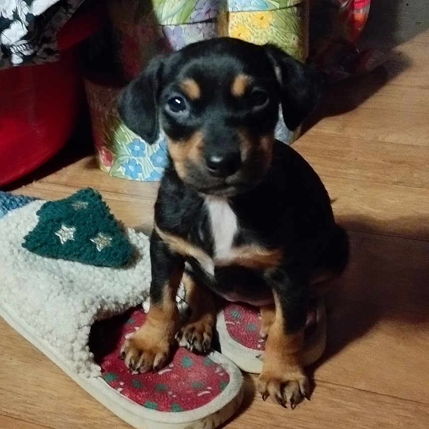 Ange a rejoint le concours — aidez-le/la à gagner de superbes lots ! animal, black_and_tan, closeup, cozy, curious, cute, dog, domestic, fabric, floor, indoor, patterned, pet, puppy, sitting, slipper, small, storage_boxes, wooden_floor, young