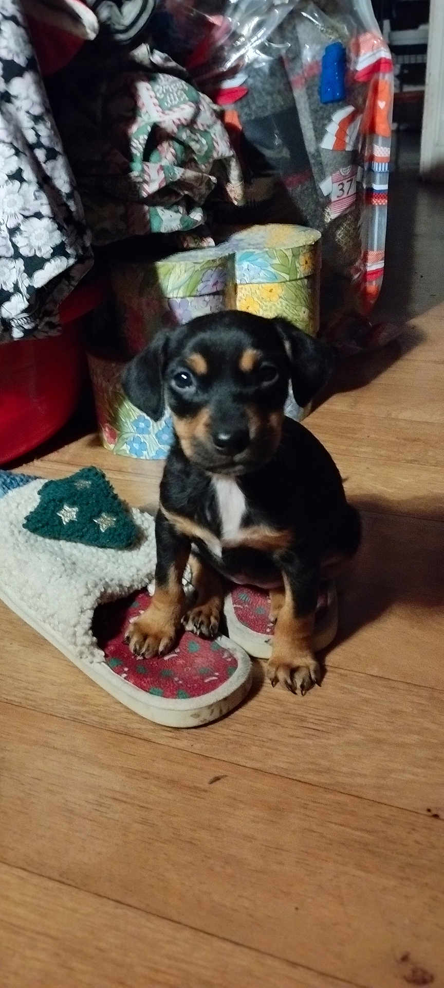 Ange a rejoint le concours — aidez-le/la à gagner de superbes lots ! puppy, dog, slipper, wooden_floor, indoor, small, cute, pet, animal, black_and_tan, sitting, cozy, fabric, patterned, storage_boxes, curious, closeup, floor, domestic, young