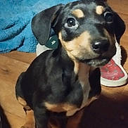 Ange a rejoint le concours — aidez-le/la à gagner de superbes lots ! animal, black, blanket, brown, companion, cute, dog, domestic_animal, floor, fur, indoor, indoors, looking, pet, puppy, sitting, slipper, small, wooden_floor, young