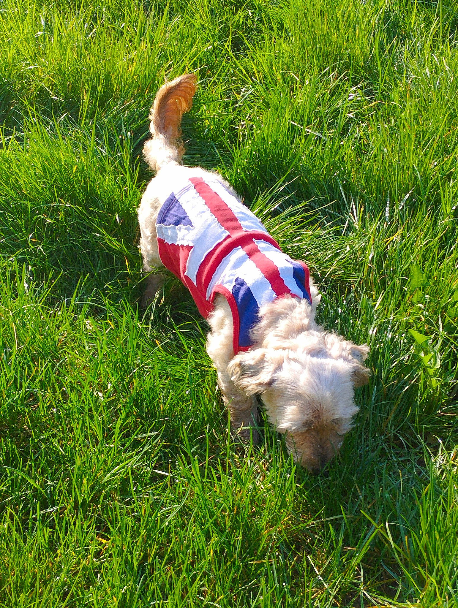 Gandja a rejoint le concours — aidez-le/la à gagner de superbes lots ! canidae, carnivore, companion_dog, corn_on_the_cob, dog, dog_breed, dog_clothes, dog_supply, fawn, grass, grassland, groundcover, lawn, pasture, people_in_nature, plant, sporting_group, tail, toy, toy_dog