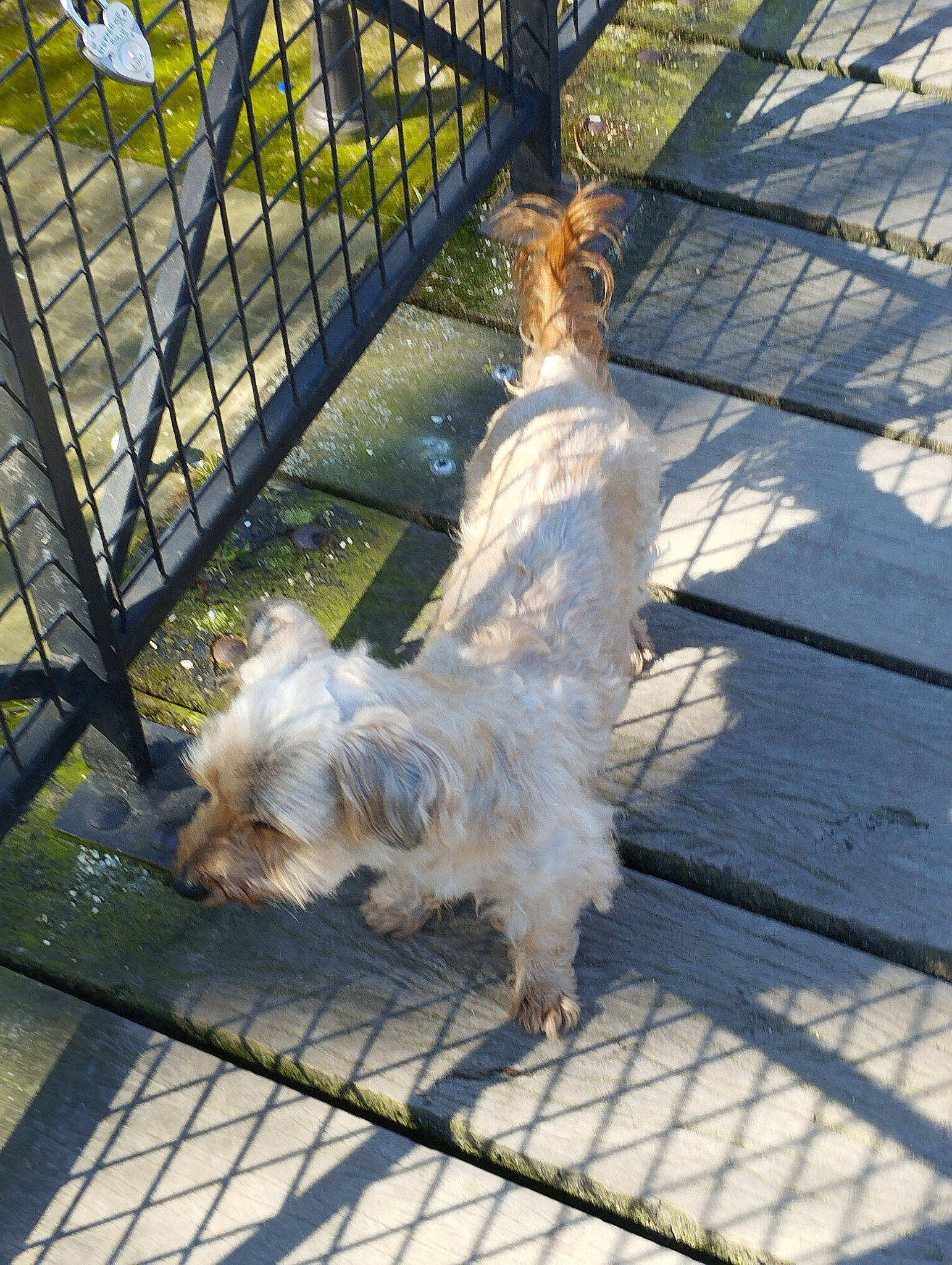 Gandja a rejoint le concours — aidez-le/la à gagner de superbes lots ! carnivore, collar, companion_dog, dog, dog_breed, dog_collar, dog_supply, fawn, fence, fur, grass, mammal, mesh, pet_supply, small_terrier, sporting_group, tail, terrier, toy_dog, vertebrate