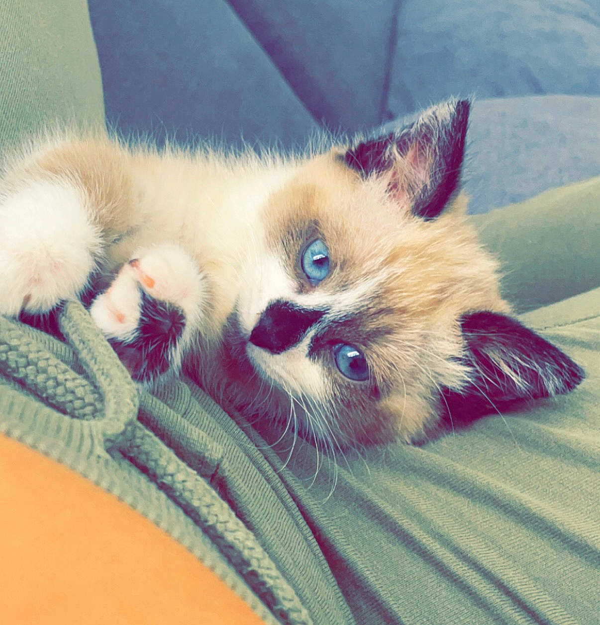 Elvira participe au concours pour gagner de l'argent avec cette photo : balinese, birman, carnivore, cat, claw, close_up, comfort, domestic_short_haired_cat, electric_blue, fawn, felidae, fur, paw, photo_caption, ragdoll, small_to_medium_sized_cats, snout, tail, thai, whiskers