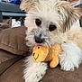Finny is registered to the contest to win money with this photo: dog, puppy, fluffy, white_fur, toy, teddy_bear, plush, couch, indoor, pet, cute, animal, face, paw, fur, closeup, brown, home, relaxed, tongue