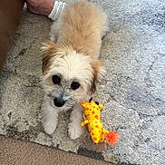Finny is registered to the contest to win money with this photo: animal, anklet, beige_fur, carpet, cute, dog, floor, foot, fur, giraffe_toy, indoor, looking_up, pet, plush, puppy, slipper, small_dog, texture, toy, white_fur