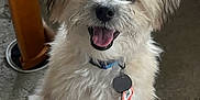 Finny is registered to the contest to win money with this photo: dog, pet, fluffy, happy, sitting, indoor, carpet, collar, tag, tongue_out, cute, small_dog, fur, animal, companion, domestic_animal, table_leg, scruffy, friendly, canine