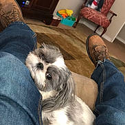 Molly joined the competition — help win amazing prizes! dog, jeans, boots, indoor, living_room, carpet, furniture, cushion, wooden_cabinet, armchair, pet, cozy, resting, fluffy, cute, casual, relaxed, home, carpeted_floor, decor