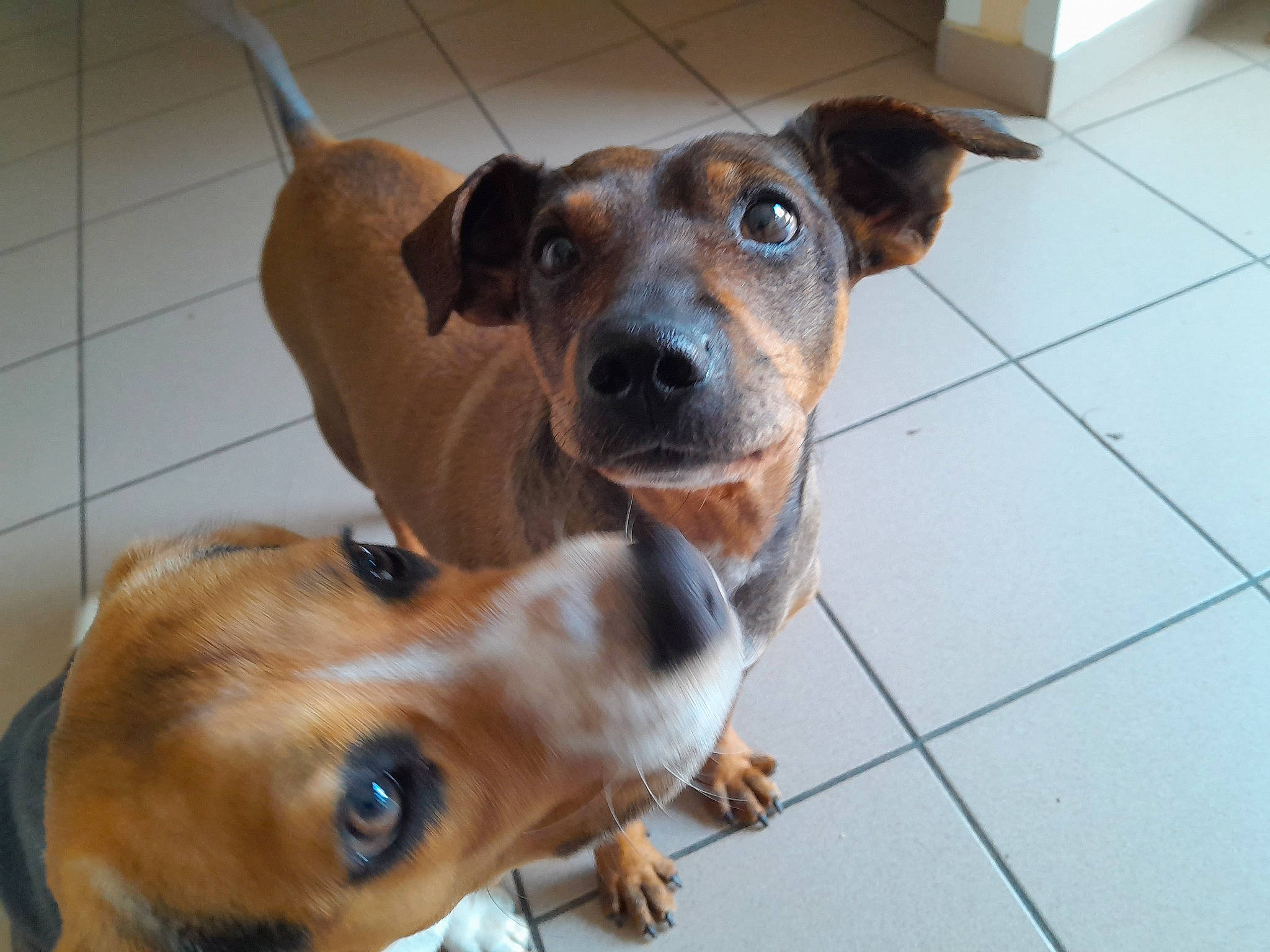 Nougat a rejoint le concours — aidez-le/la à gagner de superbes lots ! animal_shelter, canidae, carnivore, collar, companion_dog, dog, dog_breed, dog_supply, ear, fawn, flooring, fur, liver, pet_supply, snout, sporting_group, tile_flooring, whiskers, working_animal