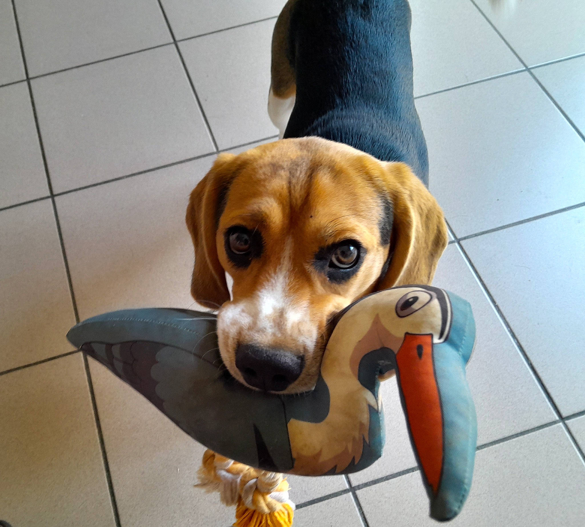 Ruben participe au concours pour gagner de l'argent avec cette photo : carnivore, collar, companion_dog, dog, dog_bed, dog_breed, dog_collar, dog_supply, fawn, flooring, hound, liver, paw, pet_supply, scent_hound, snout, tile_flooring, toy, whiskers, working_animal