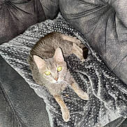 Precious joined the competition — help win amazing prizes! cat, gray_cat, pet, animal, indoor, blanket, polka_dot, couch, furniture, relaxing, fur, whiskers, curious, yellow_eyes, cozy, domestic, mammal, looking_up, resting, comfortable
