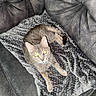 cat, gray_cat, pet, animal, indoor, blanket, polka_dot, couch, furniture, relaxing, fur, whiskers, curious, yellow_eyes, cozy, domestic, mammal, looking_up, resting, comfortable
