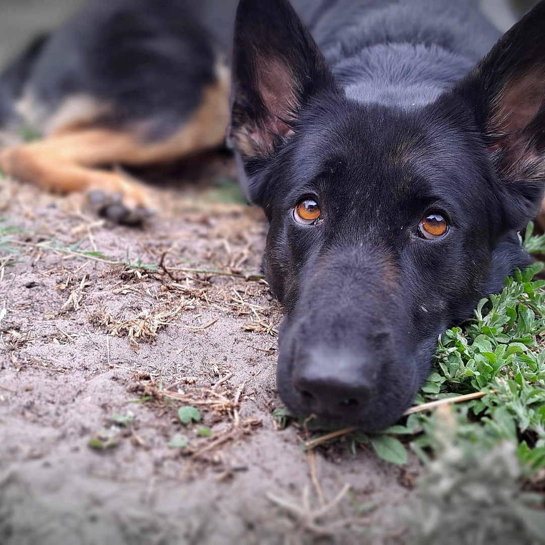 Lizard joined the competition — help win amazing prizes! animal, canine, dog, field, germanshepherd, grass, grassland, hound, labradorretriever, nature, outdoors, pet, plant, policedog, puppy, reptile, sealife, snout, soil, turtle