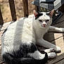 cat, black_and_white, animal, pet, feline, outdoor, wooden_deck, sunlight, shadow, lantern, relaxing, laying_down, fur, ears, tail, daylight, nature, close_up, resting, domestic_animal