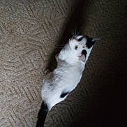 Max joined the competition — help win amazing prizes! cat, white_cat, black_spots, carpet, floor, pet, animal, indoor, lying_down, looking_up, feline, whiskers, tail, shadow, texture, soft_light, domestic_animal, fur, cute, resting