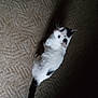 cat, white_cat, black_spots, carpet, floor, pet, animal, indoor, lying_down, looking_up, feline, whiskers, tail, shadow, texture, soft_light, domestic_animal, fur, cute, resting
