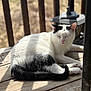 cat, black_and_white, animal, pet, outdoor, wooden_deck, sunlight, shadow, relaxed, sleeping, feline, tail, ears, natural_light, daytime, resting, closeup, fur, quiet, peaceful