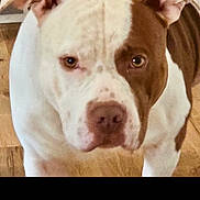 Bruno is registered to the contest to win money with this photo: dog, brown_and_white, indoor, wooden_floor, pet, canine, close_up, animal, ears, face, fur, standing, looking, household, domestic, mammal, companion, alert, expression, floor