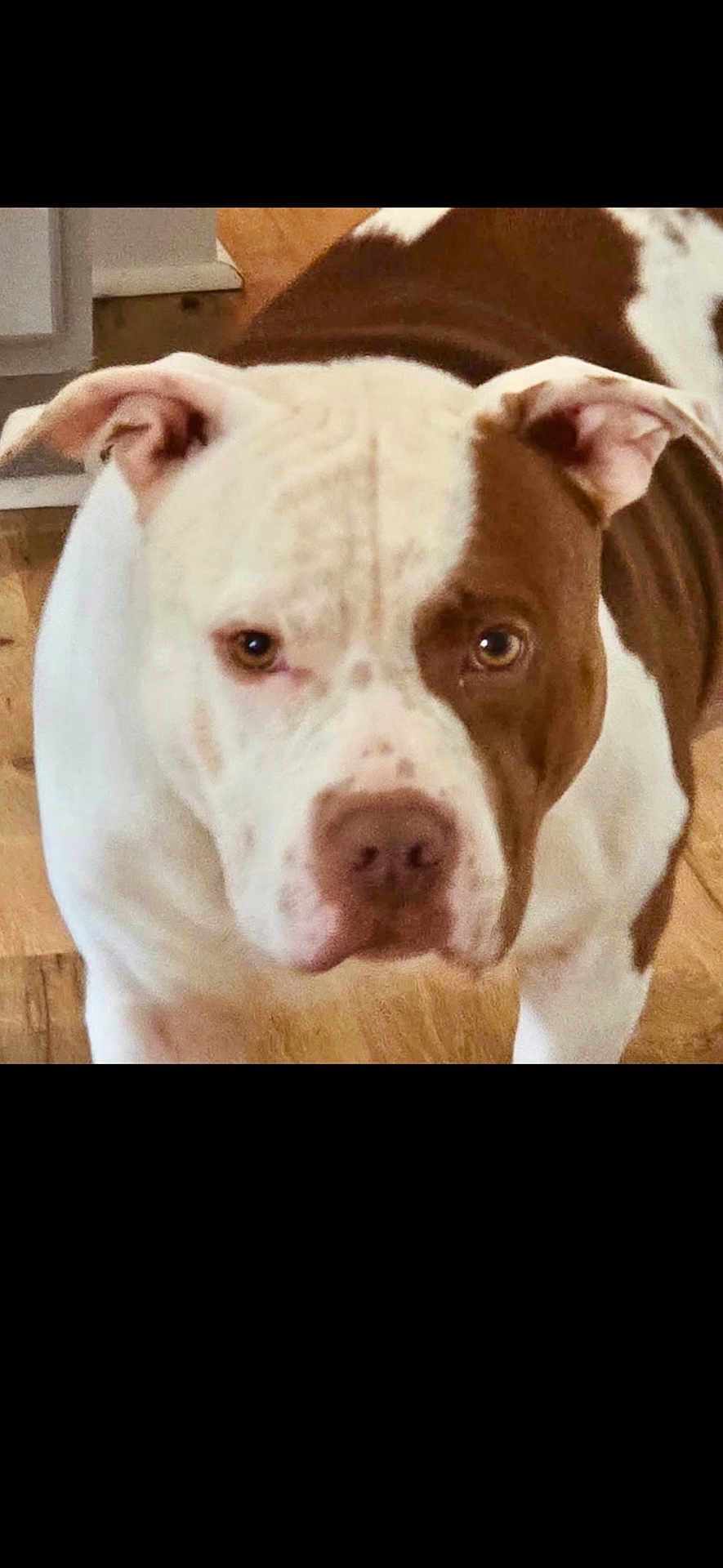 Bruno is registered to the contest to win money with this photo: dog, brown_and_white, indoor, wooden_floor, pet, canine, close_up, animal, ears, face, fur, standing, looking, household, domestic, mammal, companion, alert, expression, floor