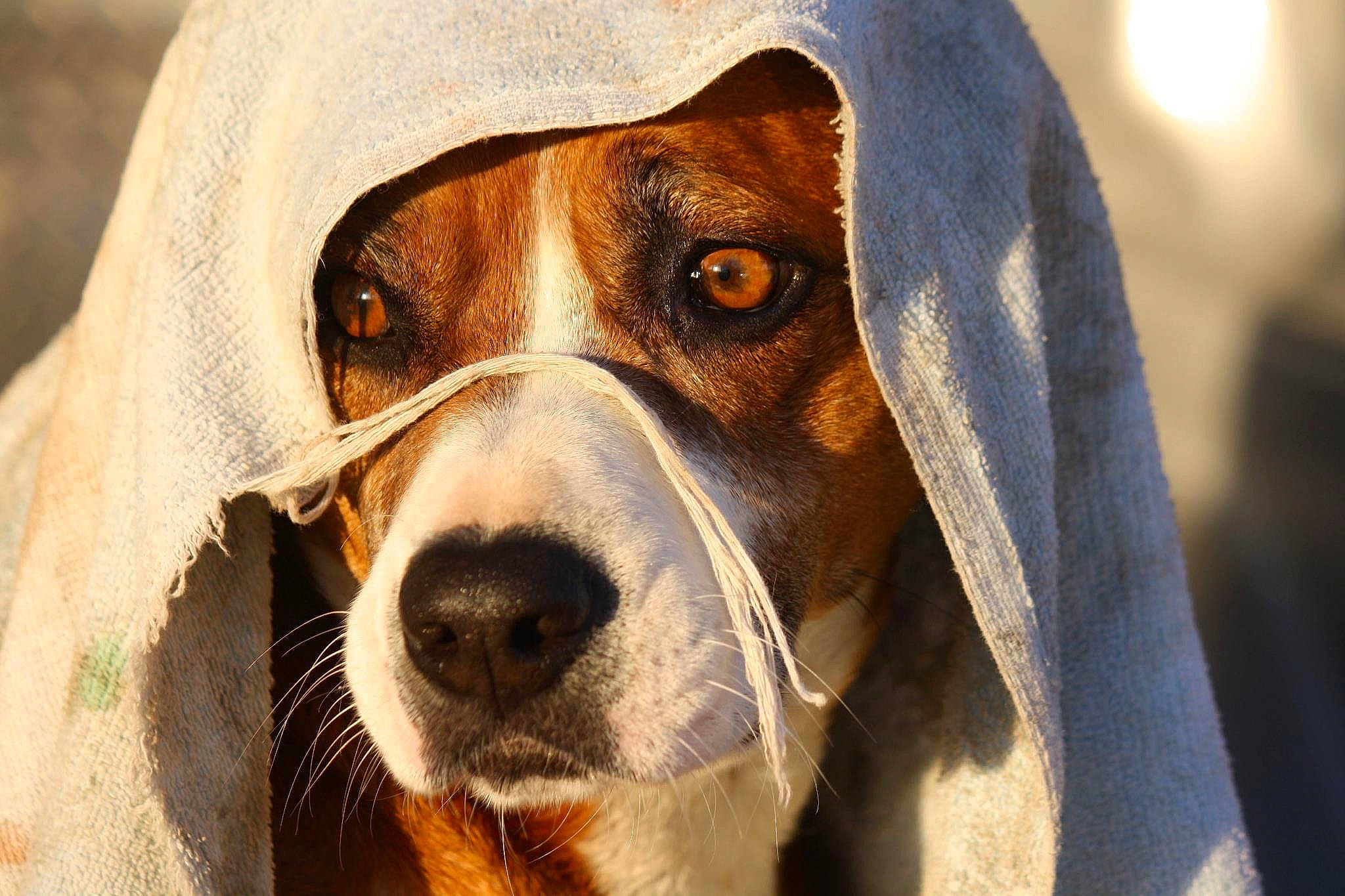 Chloe is registered to the contest to win money with this photo: beagle, canidae, carnivore, collar, companion_dog, dog, dog_breed, dog_supply, fawn, finnish_hound, fur, hound, hunting_dog, pet_supply, scent_hound, snout, sporting_group, whiskers, working_animal, working_dog