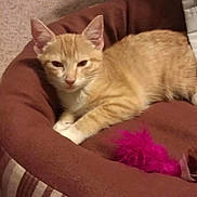 Sophia is registered to the contest to win money with this photo: animal, brown, carpet, cat, cozy, cute, domestic, feather_toy, feline, fur, indoor, kitten, orange_tabby, pet_bed, resting, sleepy, small, striped, whiskers, young