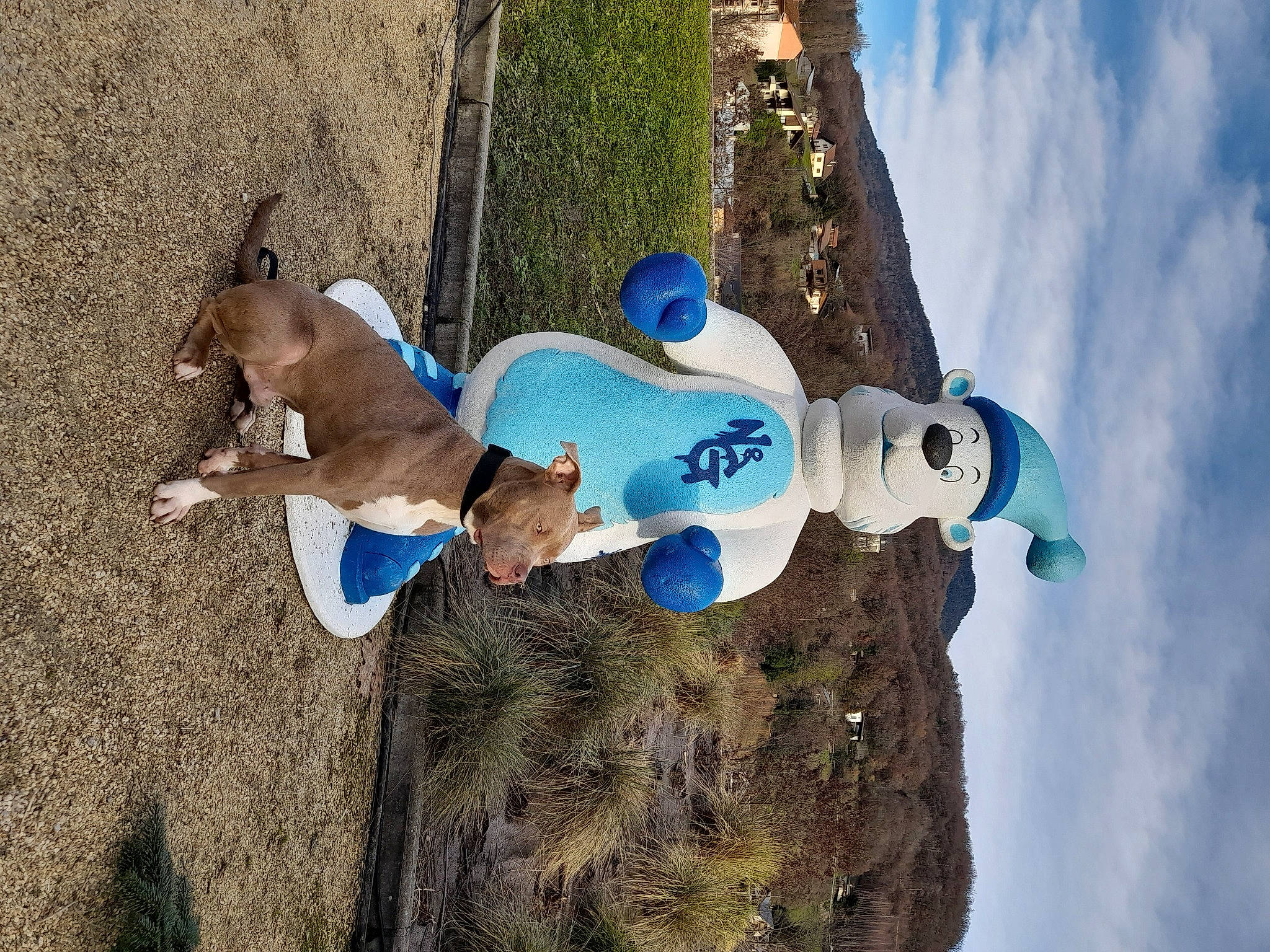 Rico participe au concours pour gagner de l'argent avec cette photo : adventure, carnivore, cloud, dog, dog_breed, electric_blue, fun, grass, leisure, plant, recreation, sky, soil, tree, wood