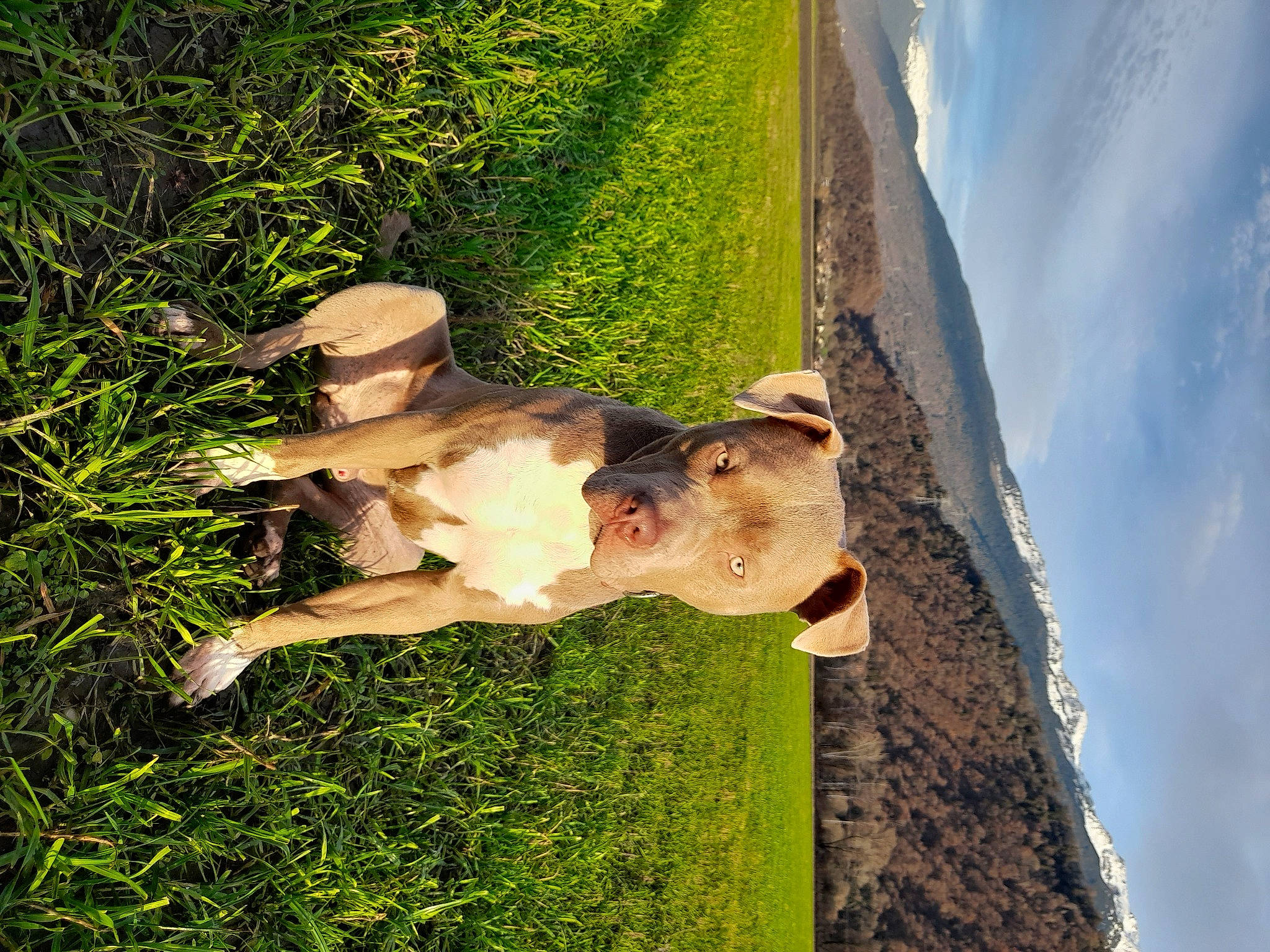 Rico participe au concours pour gagner de l'argent avec cette photo : canidae, carnivore, cloud, companion_dog, dog, dog_breed, fawn, grass, grassland, pasture, people_in_nature, plant, sky, snout, sporting_group, tail, tree, trunk, wood, working_animal